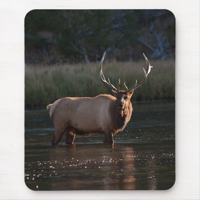 Stier-Elche Mousepad (Vorne)