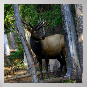 Stier-Elchphotographie Poster