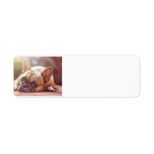 Stierhunde