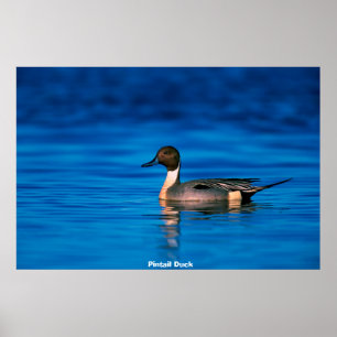 Stift Ente Poster