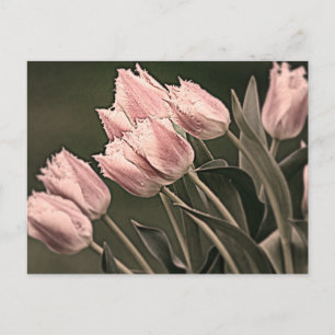 Stilisierte Tulips Postkarte