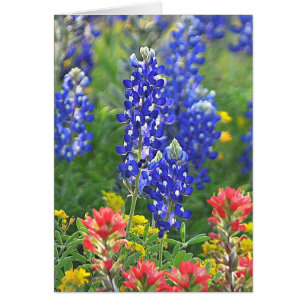 Stilisierter Bluebonnet