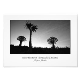 Stille Bäume bei Sonnenuntergang Fotodruck