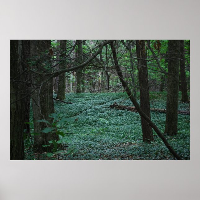 Stille Wälder Poster (Vorne)