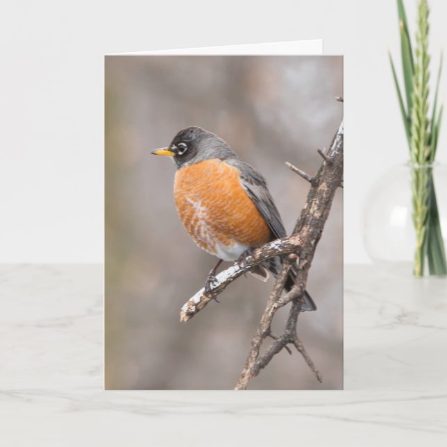 Stille Wunder leere Grußkarte Robin Karte (Vorderseite)