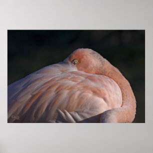 Stillen Flamingo Print Poster
