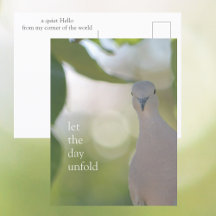 Stiller Vogelmoment – Lass den Tag entfalten Taube
