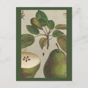 Stillleben der botanischen Fruchtbirne Postkarte