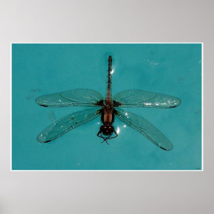 Stillleben der Libelle 1 Poster