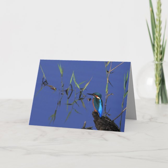 Stillstehende Eisvogel-Karte Karte (Vorderseite)