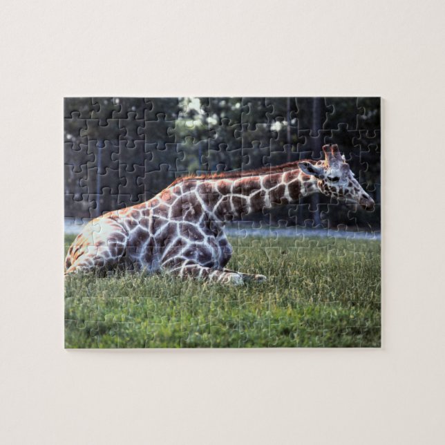 Stillstehende Giraffe Puzzle (Horizontal)