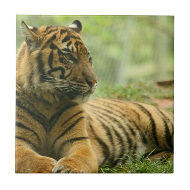 Stillstehende Tiger-Fliese Fliese (Vorderseite)