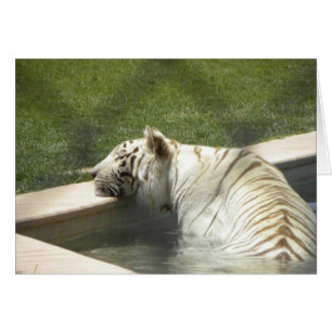 Stillstehende Tigerkarte