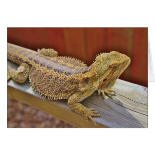 Stillstehender bärtiger Drache 2