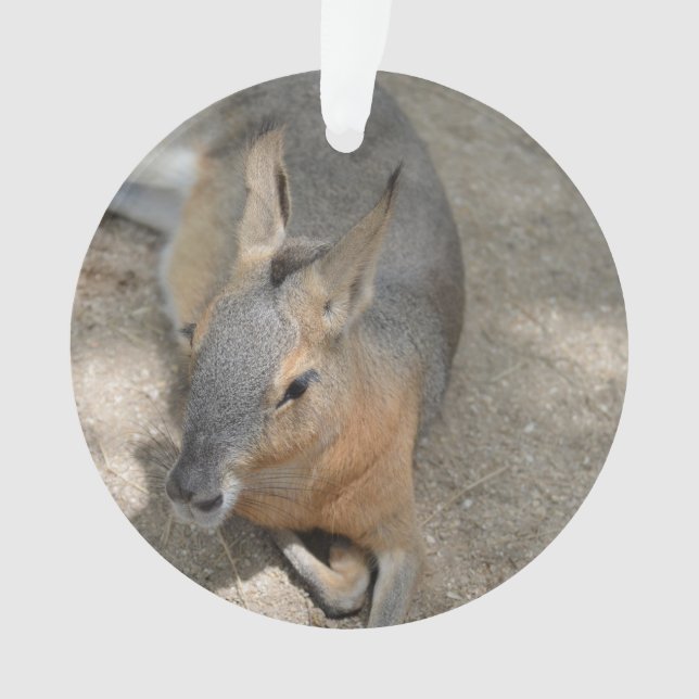 stillstehendes Tiertier des patagonian Cavy Ornament (Vorderseite)