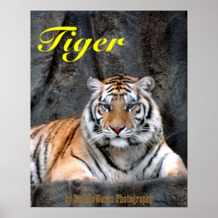 Stillstehendes Tiger-Plakat Poster