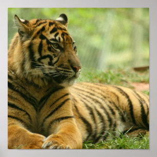 Stillstehendes Tiger-Plakat Poster