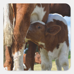 Stillung von Kalbssuckling Quadratischer Aufkleber