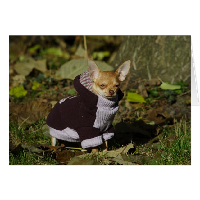 Stilvoll gekleidet Chihuahua Puppy (Vorderseite (Horizontal))