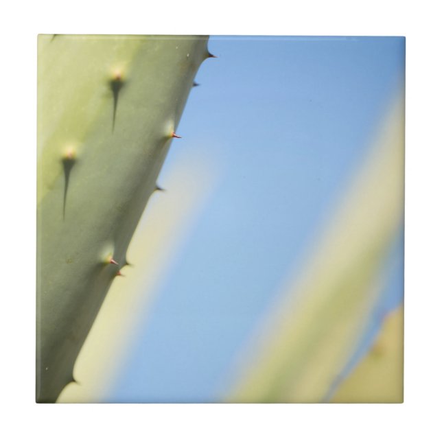 Stilvolle Green Aloe Blue Sky Espresso Fliese (Vorderseite)