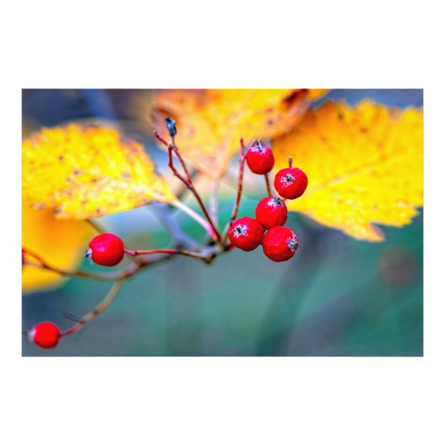 Stilvolle Hahnenbeeren im Herbst Fotodruck (Vorne)