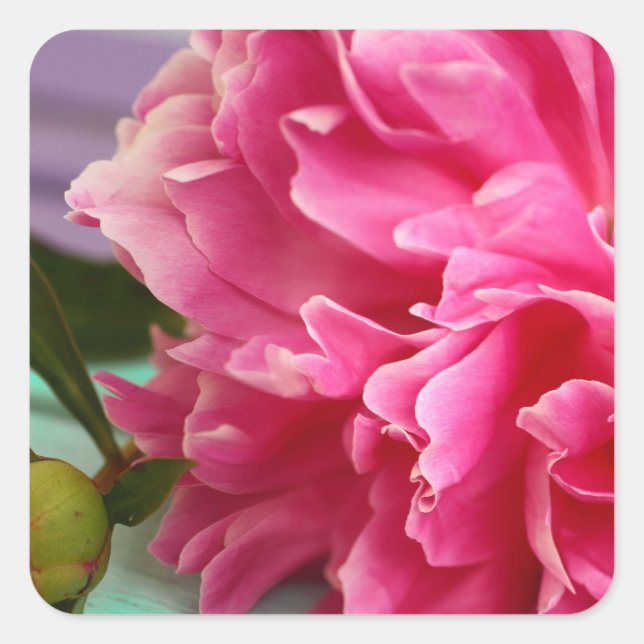 Stilvolles Fotografie Pink Peony Blume Foto Quadratischer Aufkleber (Vorderseite)