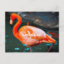 Stilvolles Pink Flamingo Foto Inspirierte Moderne Postkarte