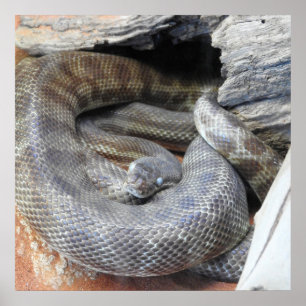 Stimson-Python Poster