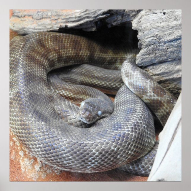 Stimson-Python Poster (Vorne)