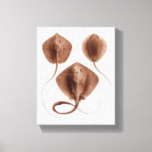 Stingray-#1 eingewickelte Leinwand-Wand-Kunst Leinwanddruck