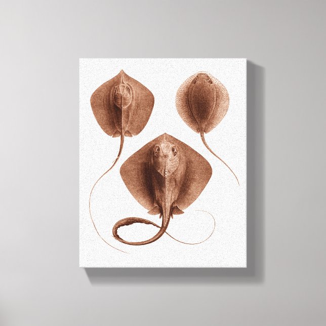 Stingray #1 Wrapped Canvas Wall Art Leinwanddruck (Vorderseite)