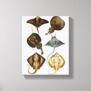 Stingray #4 Wrapped Canvas Wall Decke Leinwanddruck