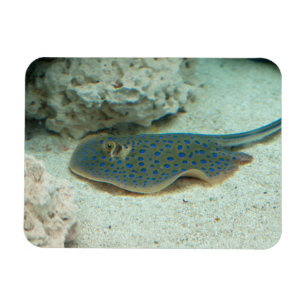 Stingray-Blau Magnet