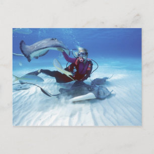Stingray City, Grand Cayman, Cayman Islands, Postkarte