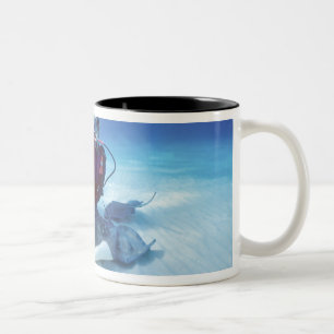 Stingray City, Grand Cayman, Cayman Islands, Zweifarbige Tasse