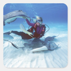 Stingray City, Grand Cayman, Caymaninseln, Quadratischer Aufkleber