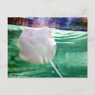 Stingray 'Face', Dubai Postkarte