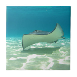Stingray Fliese