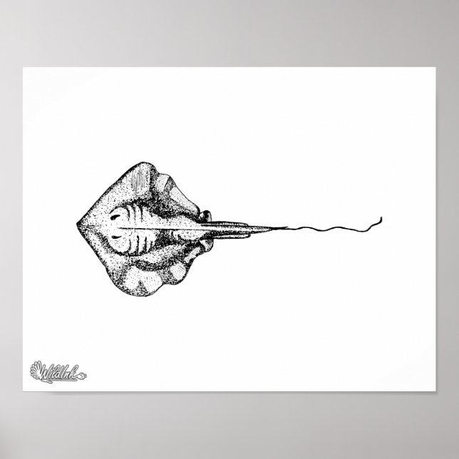 Stingray Illustration Poster (Vorne)