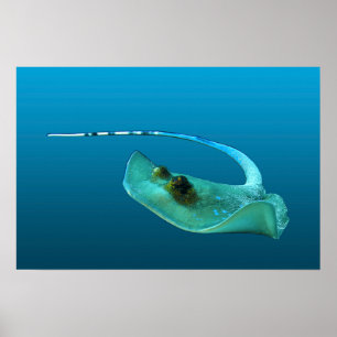 Stingray in Bewegung! Gradient-blauer Hintergrund  Poster