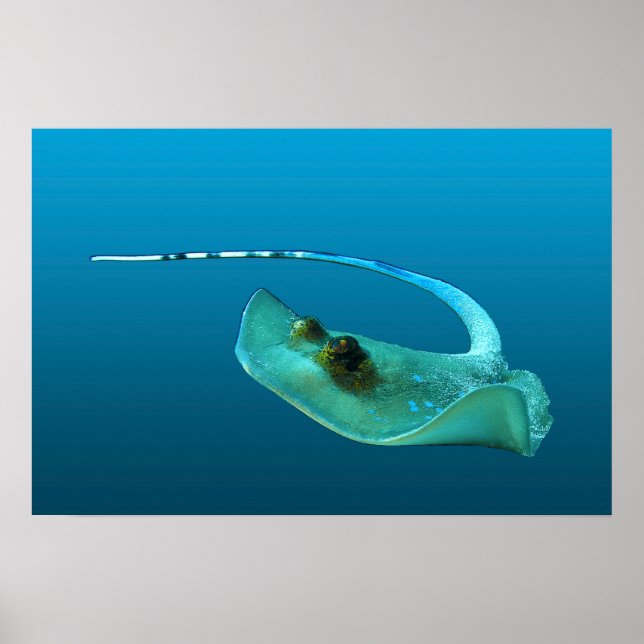 Stingray in Bewegung! Gradient-blauer Hintergrund  Poster (Vorne)