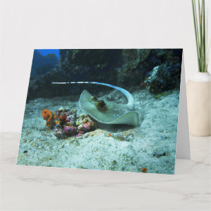 Stingray in move - Foto aufgenommen im Coral Trian Karte