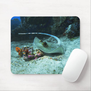 Stingray in move - Foto aufgenommen im Coral Trian Mousepad
