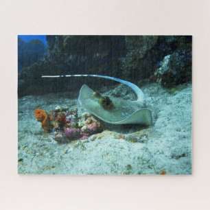 Stingray in move - Foto aufgenommen im Coral Trian Puzzle