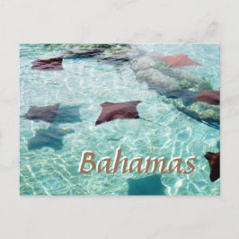 Stingray Postkarte