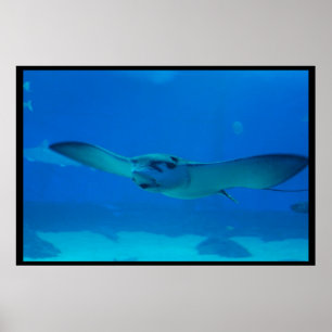 Stingray Schwimmen unter Wasser Poster