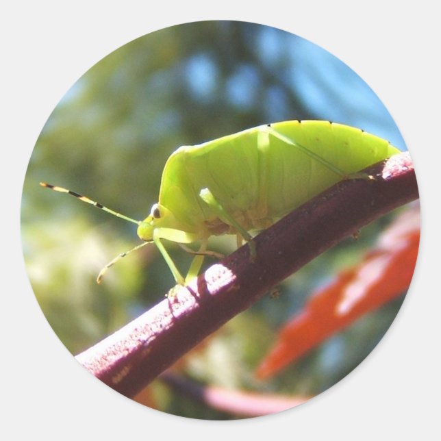 Stink bug 216 ~ Aufkleber (Vorderseite)