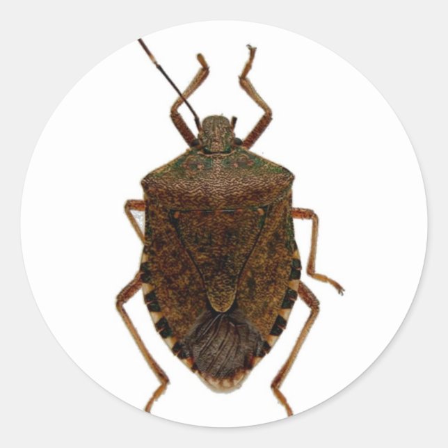 Stink Bug Runder Aufkleber (Vorderseite)