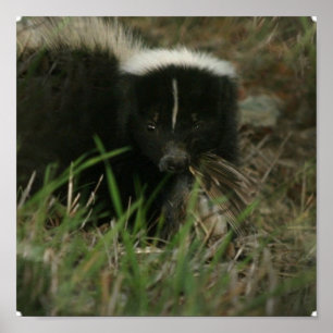 Stinkendes Stinktier-Plakat Poster