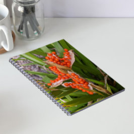 Stinking Iris Orange Seed Pods Foto Notizblock